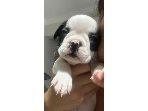 Akıllı french bulldog oyun köpeği