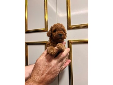 Toy poodle yavrularimiz