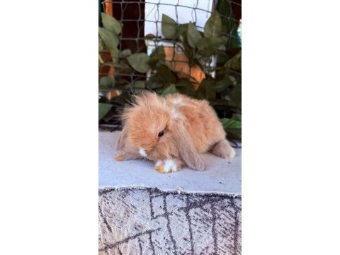 Hollanda lop ve cüce tavşan yavruları