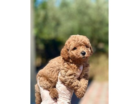 45 günlük orijinal toy poodle yavrumuz