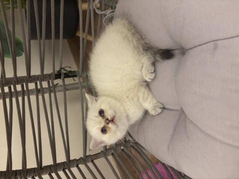 Yuvarlak kafa british shorthair dişi yavru