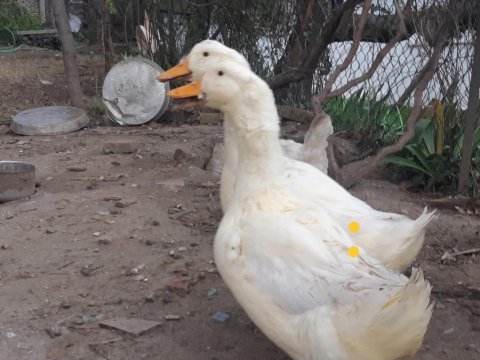 1 çift pekin ördeği amerikanla takas var