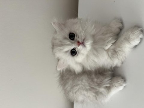 British longhair yavrular