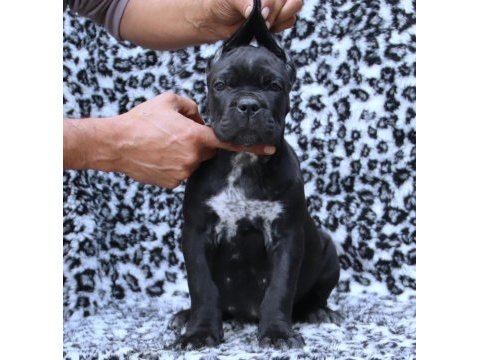 Fcı-kıf secereli safkan cane corso yavrular