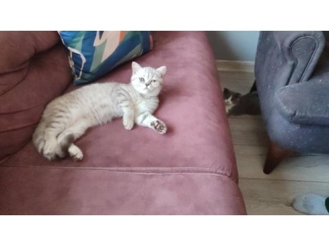 Dişi bi color scottish fold ve dişi british shortair