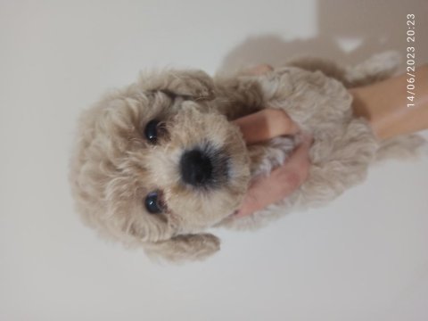 30 nisan doğumlu bebeklerim toy poodle