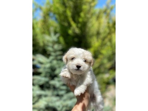 2 aylık malta terrier cinsi 2 erkek
