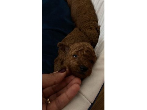 Minik poodle yavrularım rezerveye açık