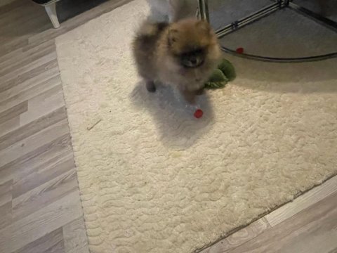Orjinal pomeranian yavrularımız