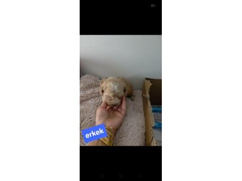 Maltipoo miniklerim