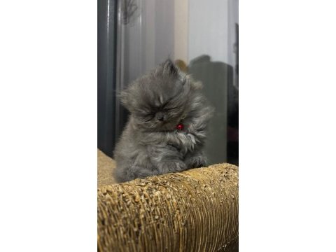 Dünya tatlısı british longhair kızımıza yuva arıyoruz