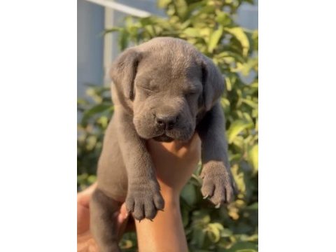 Cane corso blue