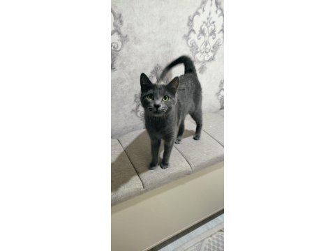 British shorthair prensesimiz yeni evini arıyor