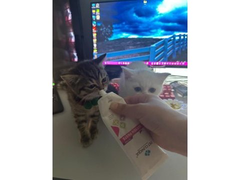 60 günlük ırk kediler sahiplendirilmeye hazır