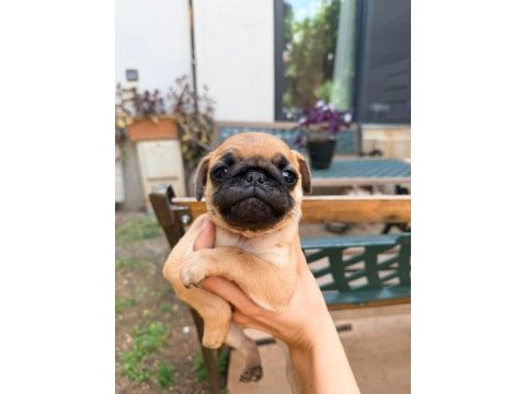 Adana safkan pug sahibini arıyor son 3 yavru