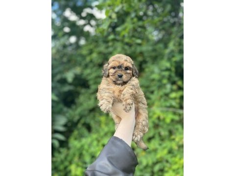 Erkek dişi mevcut maltipoo güzellikler