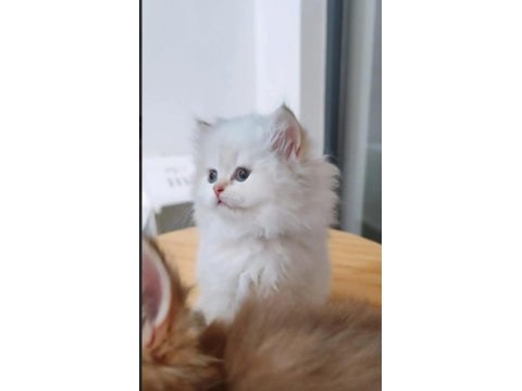 Full secereli british longhair bebekler