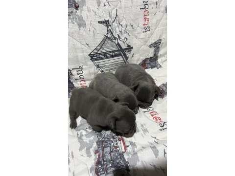 Harika blue fransız bulldog bebekler