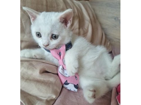 Scottish fold ve british shorthair yavru beyaz ve lilac