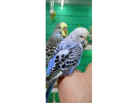 Jumbo muhabbet kuşu yavrular