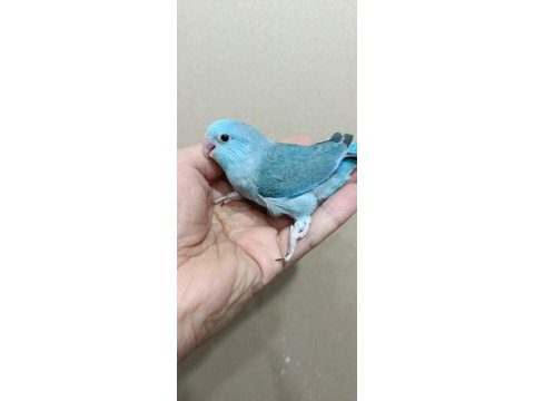 Turkuaz mavi erkek forpus bebek