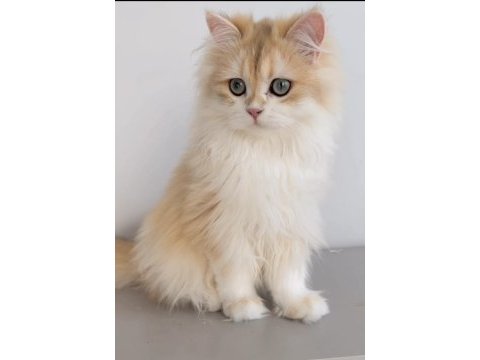 Blh 6 aylık erkek british longhair