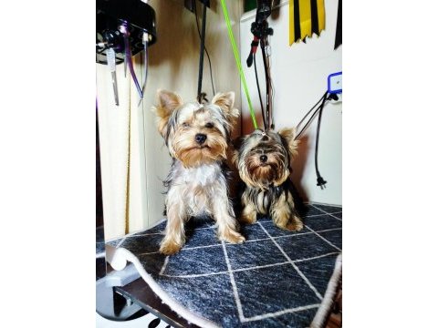 Mini erkek yavru yorkshire terrier