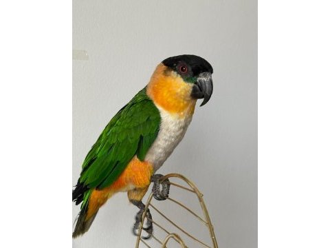Caique papağanı (siyah başlı caique)
