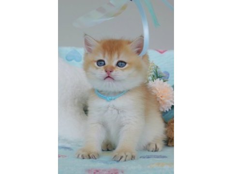 Altın parıltısı golden british shorthair 