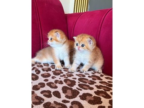 Safkan british shorthair golden bebekler