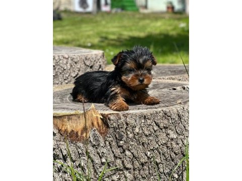 Yorki mini boy erkek 2 aylık