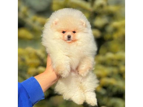 Un kurabiyesi pomeranian bebeklerimiz