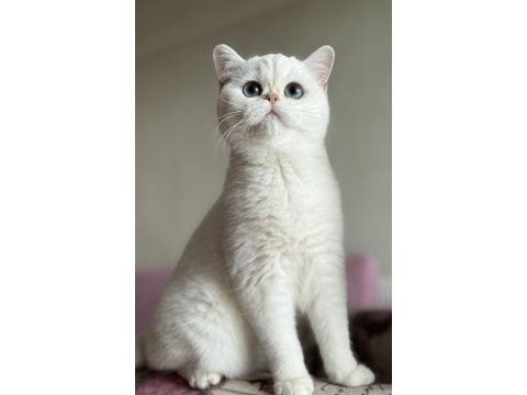 Kısırlaştırma şartıyla ücretsiz british shorthair