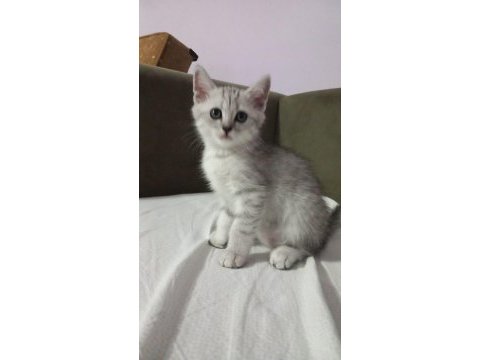 British shorthair sevimli yavrular