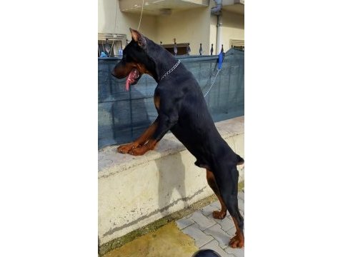 Yurt dışı kan hattı doberman yavrular