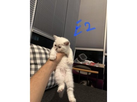 British shorthair antalya yavru