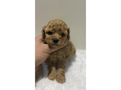 Sıfır numara toy poodle dişi