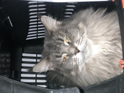 1 erkek ve 4 dişi yetişkin maine coon kedilerim