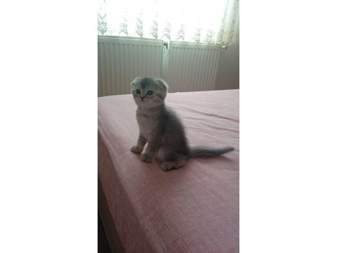 Sevimli oyuncu scottish fold