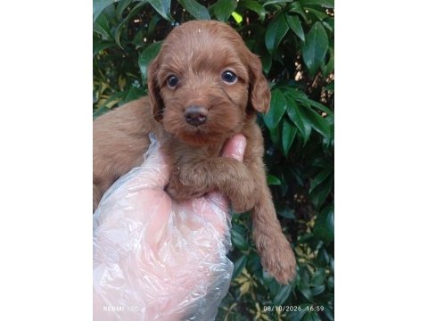 Irk ve sağlık garanti orjinal maltipoo yavrularımuz