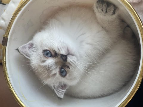 Scottish fold yavru