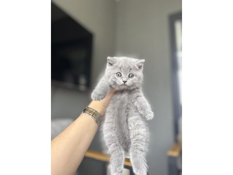 Brıtısh shorthair yavrular