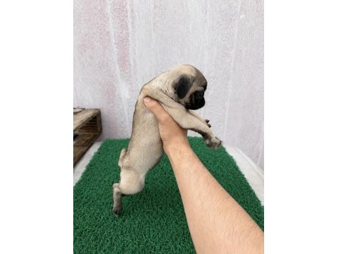Pug mops yavrular sıfır burun gül kuyruk