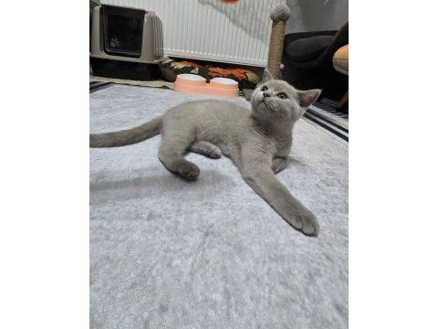 2.5 aylık british shorthair