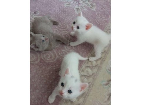 British shorthair bebekler - erkek ve dişi