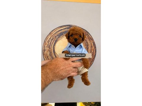 Red toy poodle