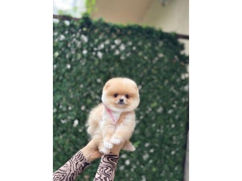 Ayı surat pomeranian boo yavrumuz