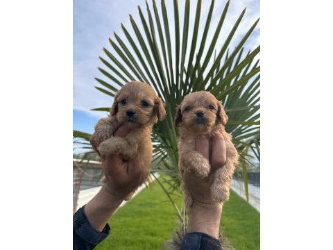 Toy poodle yavrularımız