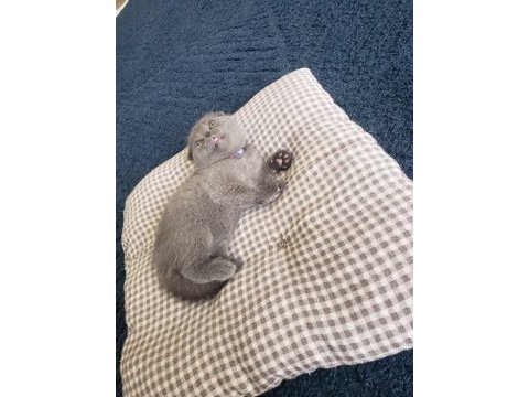 Scottish fold ve british yavrular rezervasyona hazır