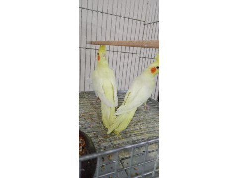 2 buçuk aylık sultan papağanı yavrular
